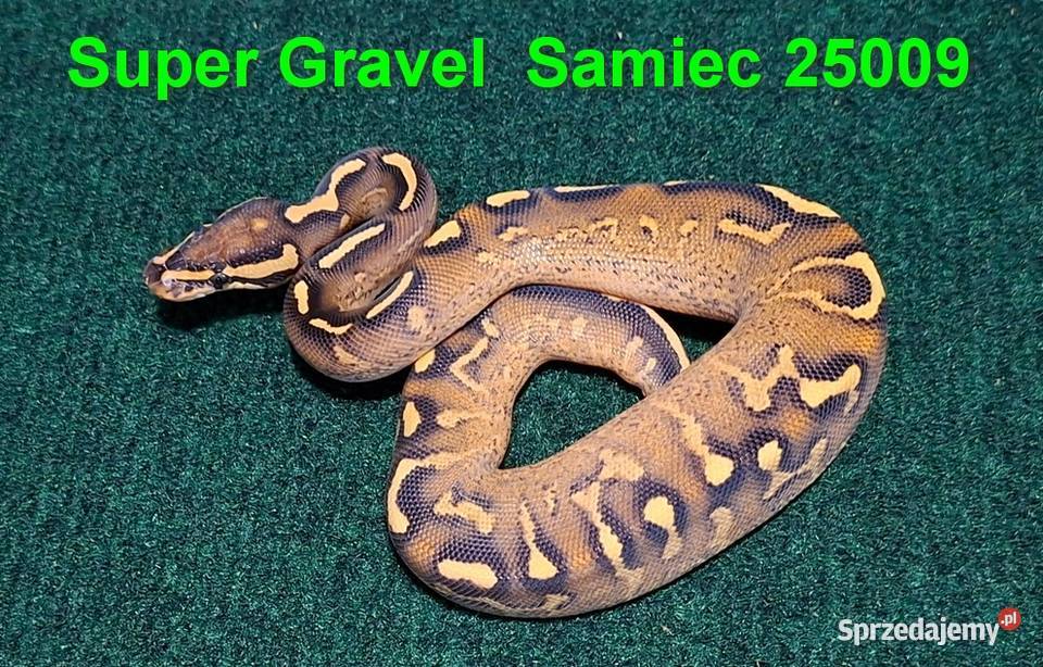 Pyton królewski Super Gravel samiec Wołomin