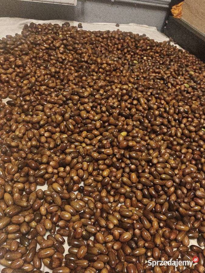 Sprzedam żołędzie szypułkowe Ronino