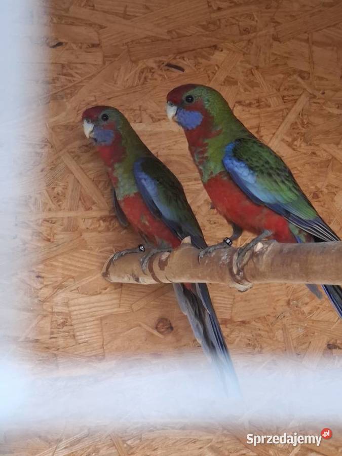 Rozelle królewskie Lubiechowo