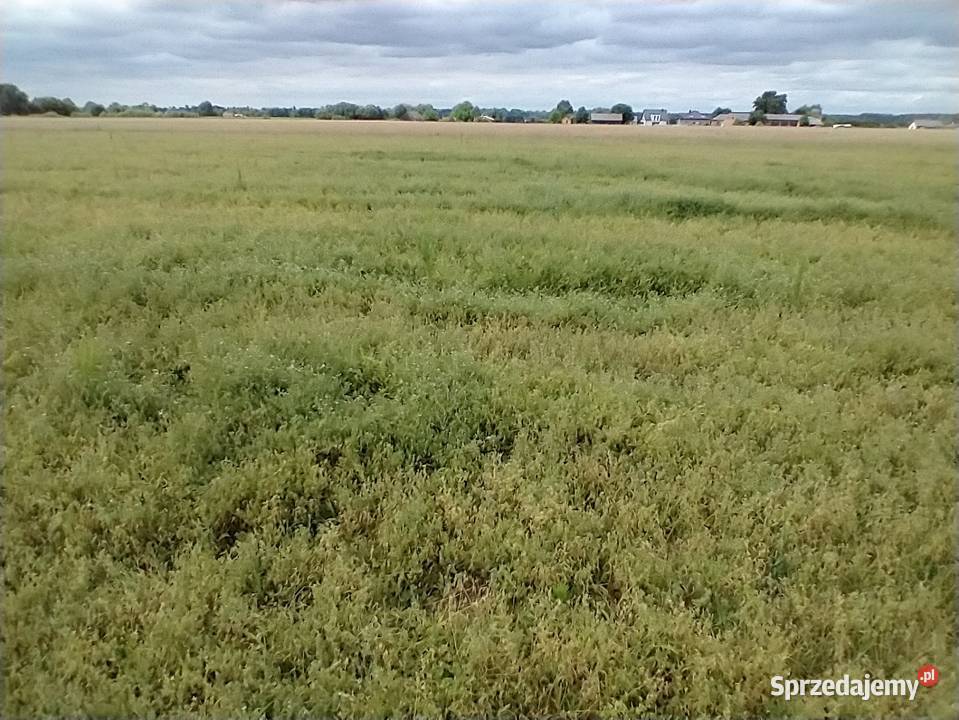 Saladera seladera Lututów