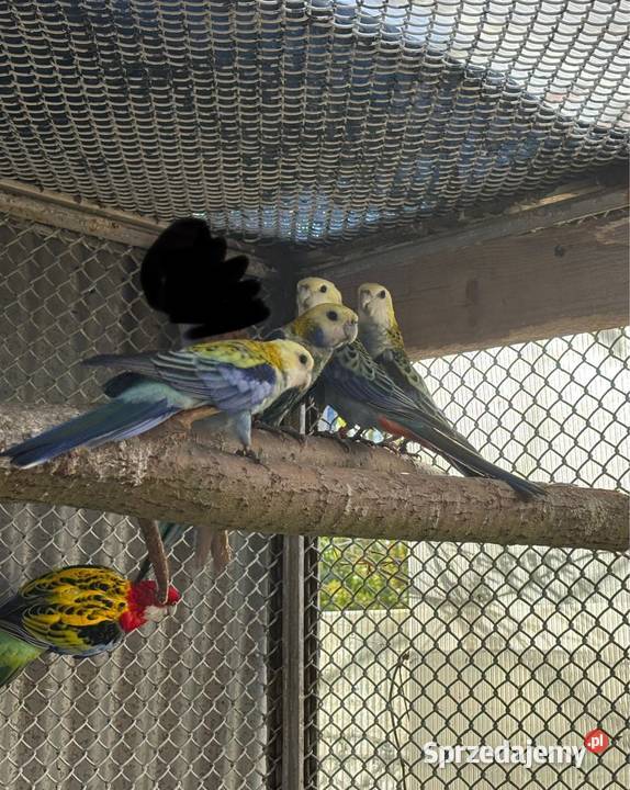 Papugi Rozelle różne rodzaje