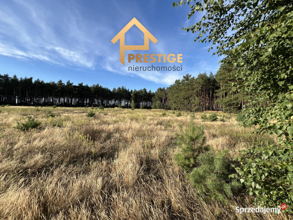 Kompleks działek budowlanych 145ha lesie 900m 14496m2