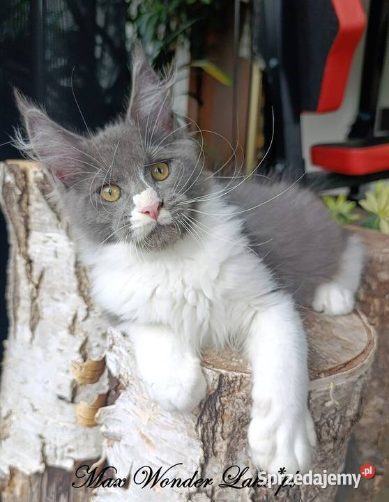 duży niebieski z białym Maine Coon FPL pomorskie Gdańsk