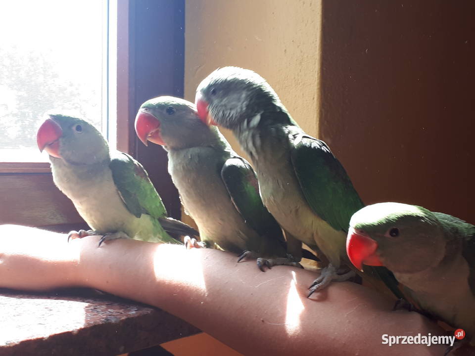 Aleksandretta WIELKA Psittacula eupatria 4 z Ptaki Rawicz