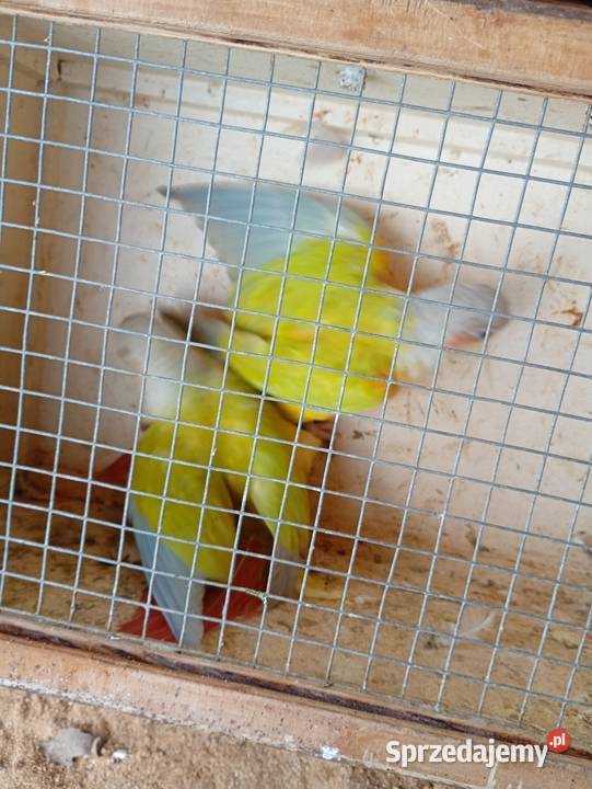 Rudosterkai samczyk sprzedam