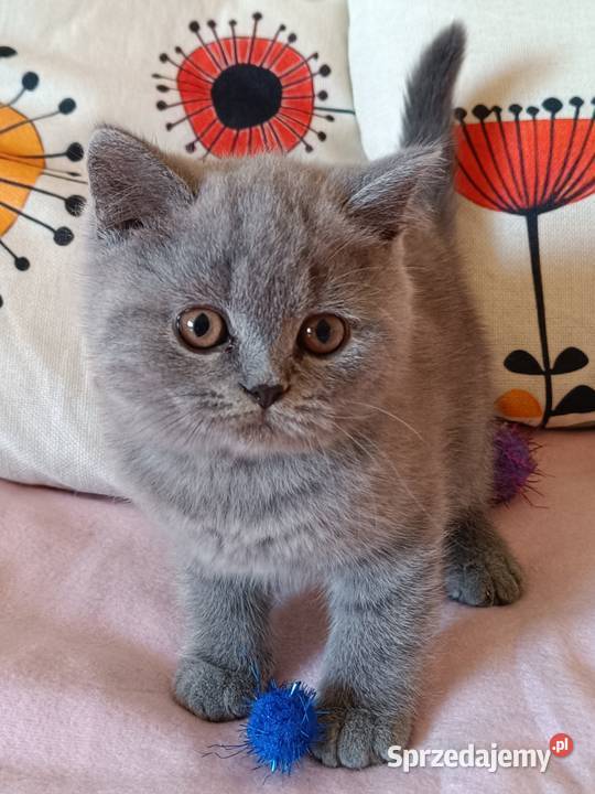 Kocurki brytyjskie