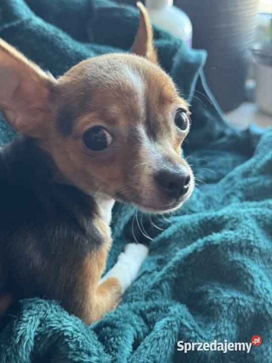 Cudowna xxs Pinczerka mazowieckie Warszawa