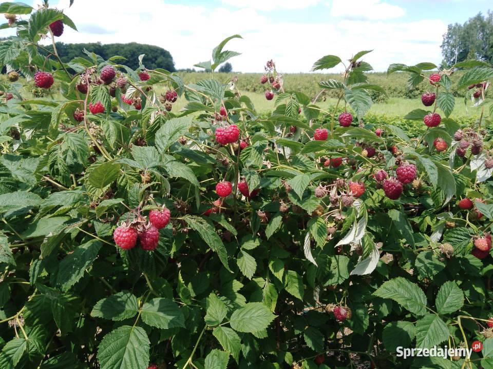 Sadzonki maliny Glen Ample i Polana Owocowe lubelskie
