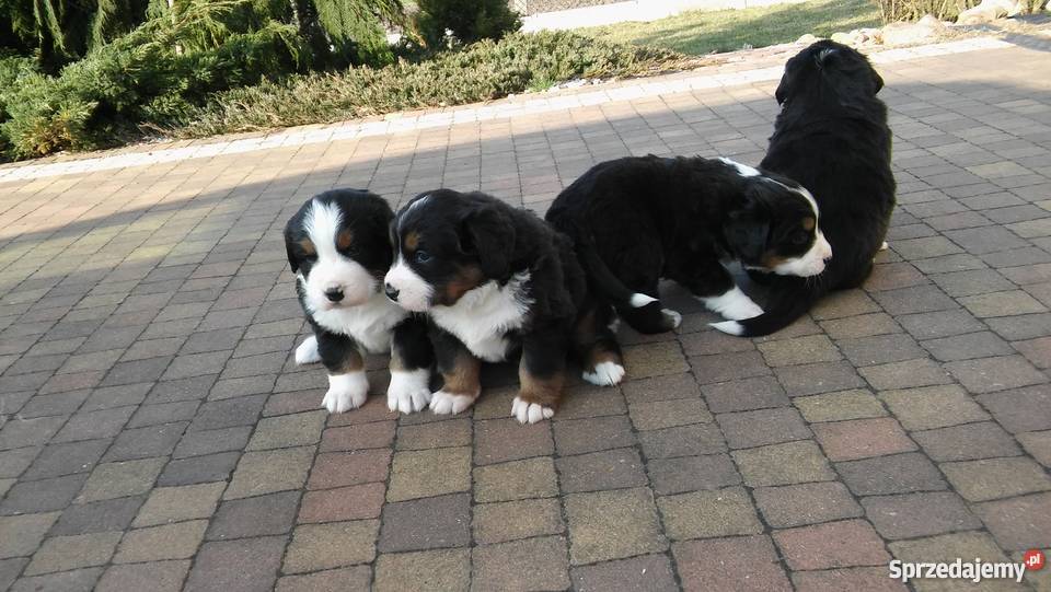 BERNEŃSKI PIES PASTERSKI szczenięta do Tarnobrzeg sprzedam