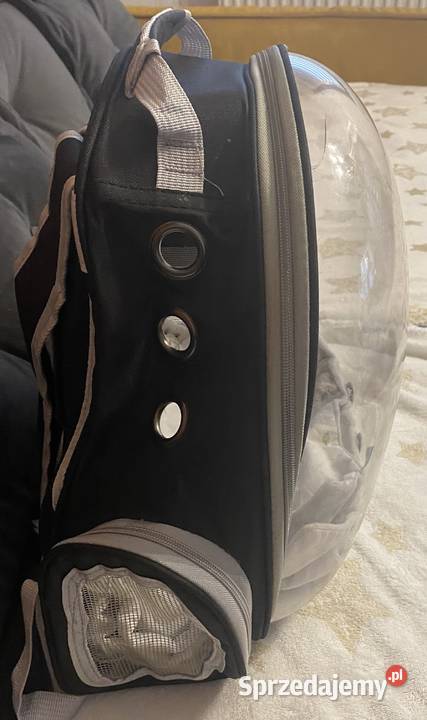 Na sprzedaż marmozeta białoucha samiec Borkowo