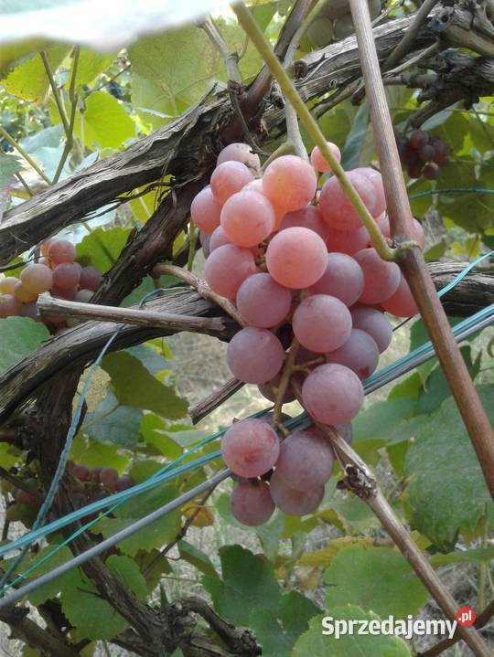 Sadzonki winogron winorośl Swenson Red Canadice Warszawa