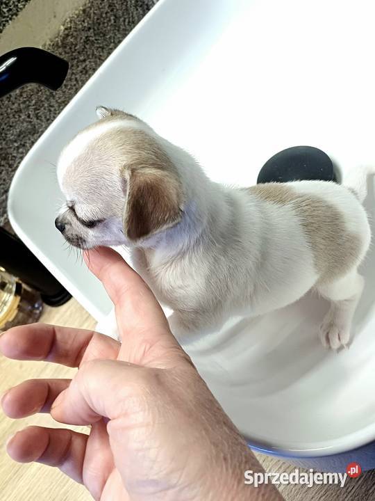 Biała Zjawiskowa Dziewczynka Chihuahua Zgierz