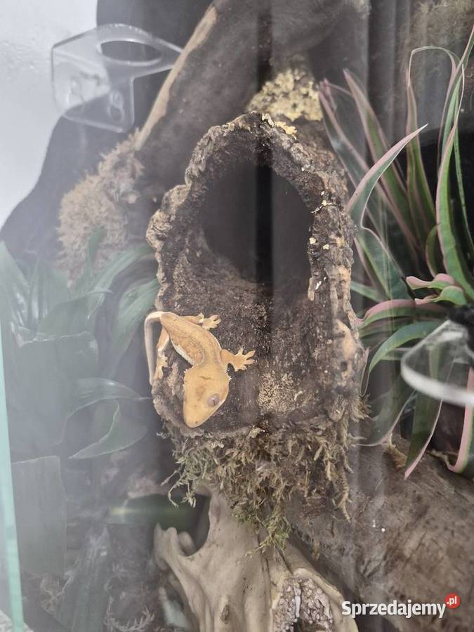 Gekon orzęsiony z terrarium bioaktywnym Bielsko-Biała