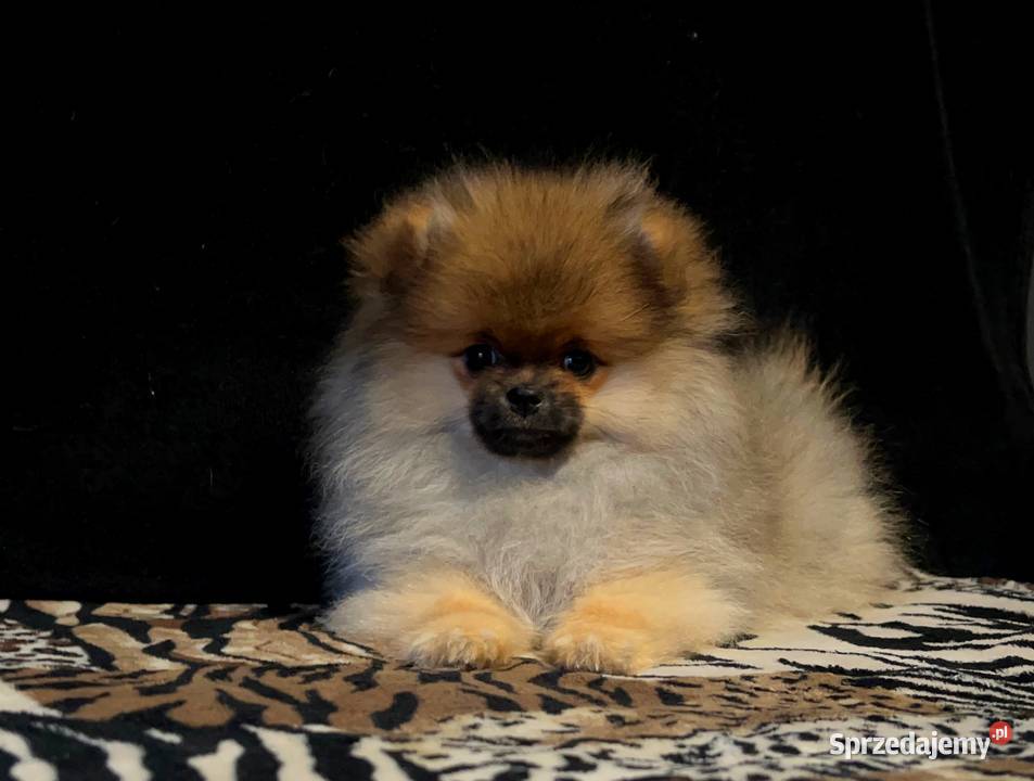 Szpic miniaturowy Pomeranian suczka ORANGE SABLE Łódź