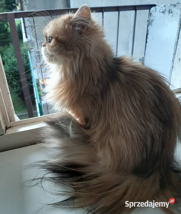 Kocięta perskie sprzedam