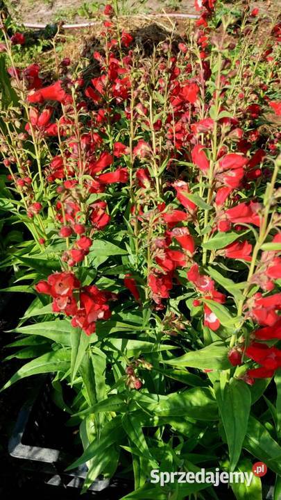 Byliny Jaszczów-Kolonia