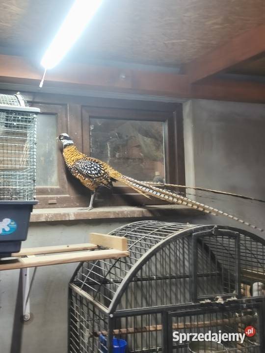 Ptaki bazanty Wrocław