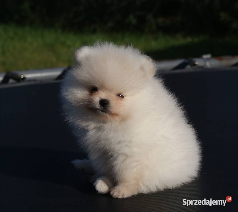 Szpic miniaturowy pomeranian w typie misia