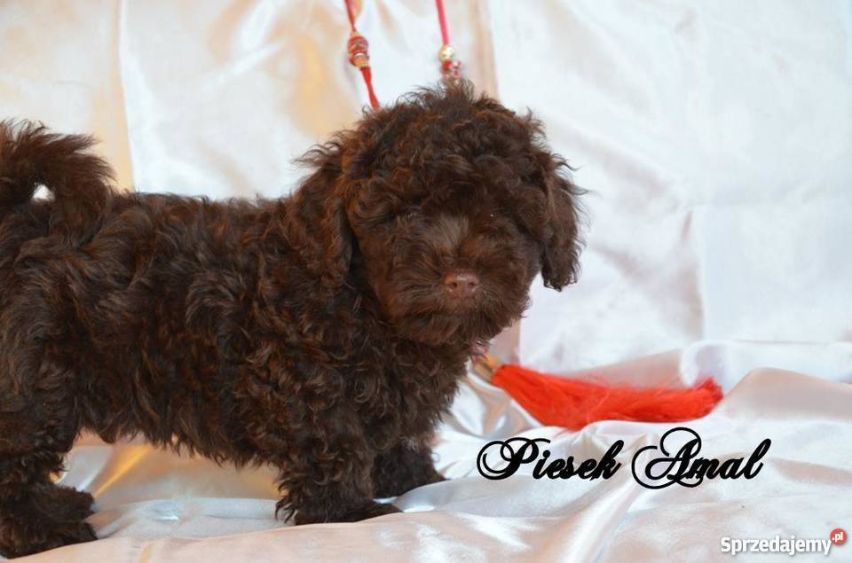 HAWAŃCZYK pieski suczki z rodowodem czekoladowe Ostrzeszów