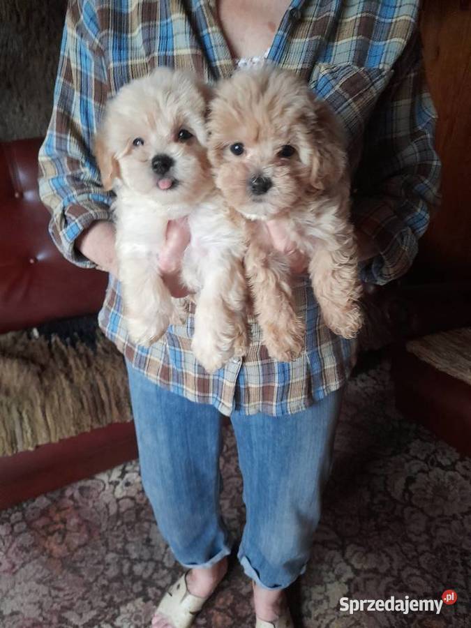 Maltipoo maltanczykpudel toy red Augustów