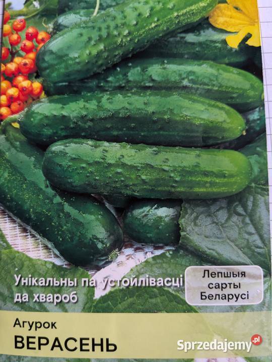 Rosja Dynia bezłupinowa nasiona kolekcjonerskie małopolskie sprzedam