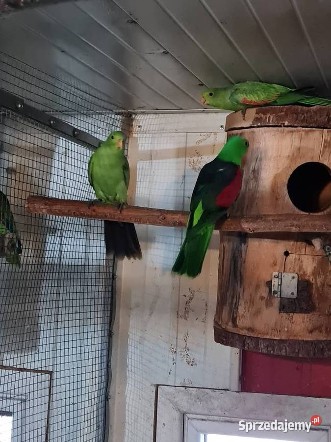 Krasnopiórki krageny kozy małopolskie