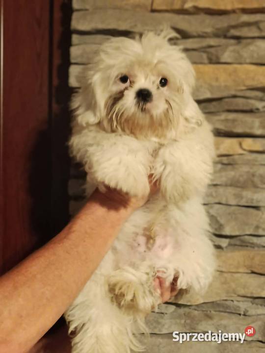pieski Shih Tzu 3 chłopcow Shih Tzu kujawsko-pomorskie Unisław