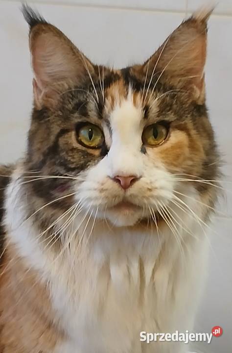 Maine Coon kocurki Warszawa