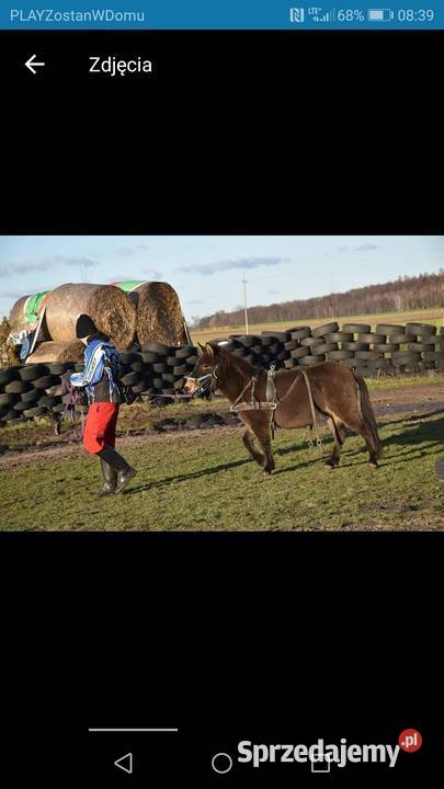 Sprzedam muly Konie Kościan