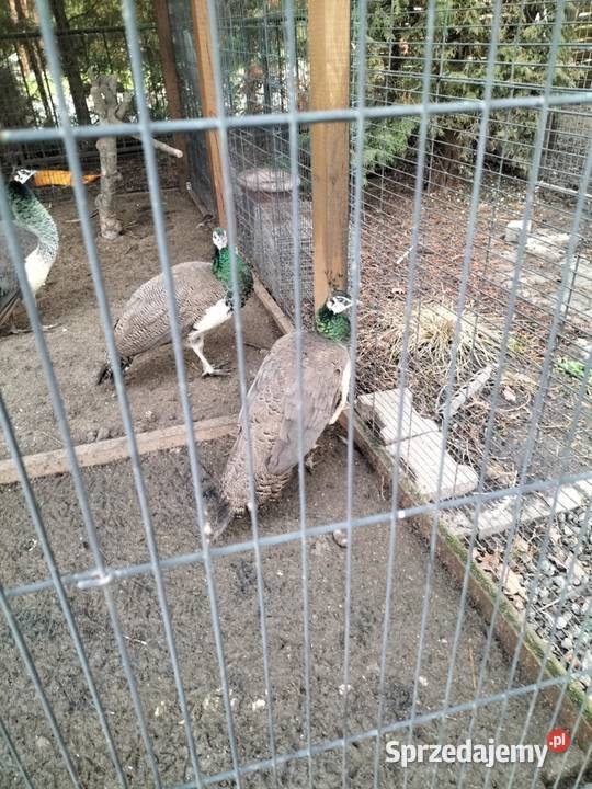 Sprzedam dwa pawie