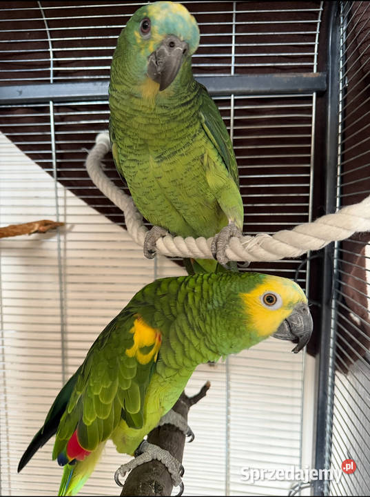 Papugi Amazonka Niebieskoczelna Stara Niedziałka