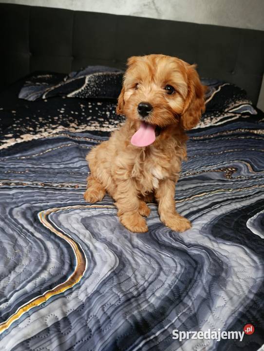 Piesek Cavapoo Szczaworyż