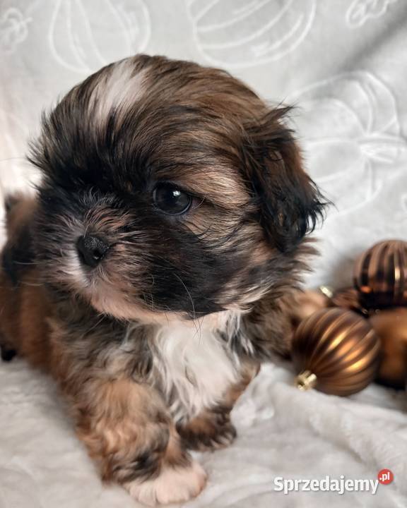 ShihTzu chłopiec odbiór w grudniu
