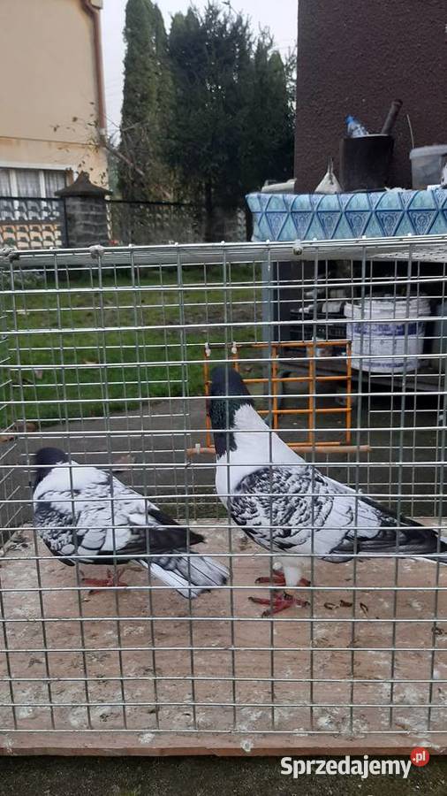 Para strasserów morawskich Zastawie