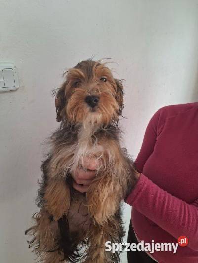 York Terrier Starachowice