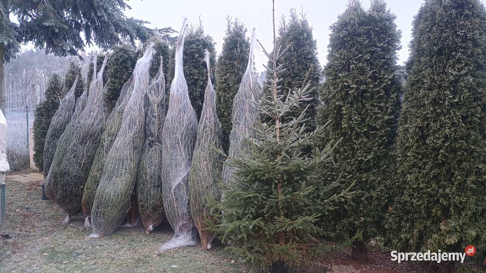 Choinki na Boże Narodzenie 2025 Poznań i DARMOWA