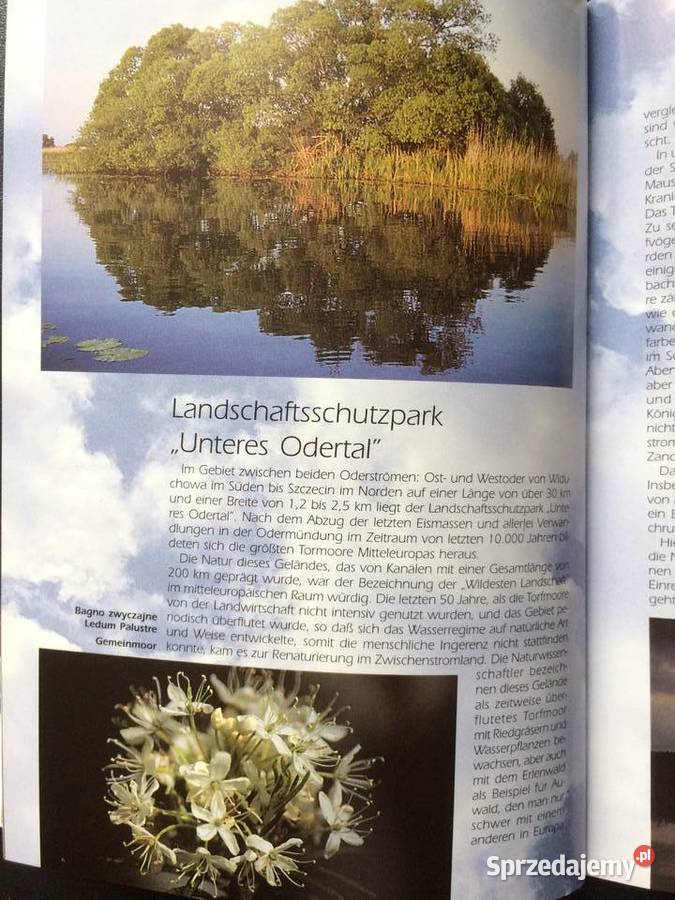 170 Gryfino Antykwariat