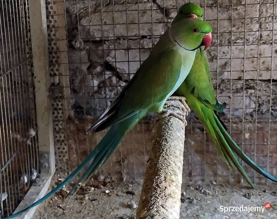 Papugi aleksandrety obrożnej Wodzisław Śląski
