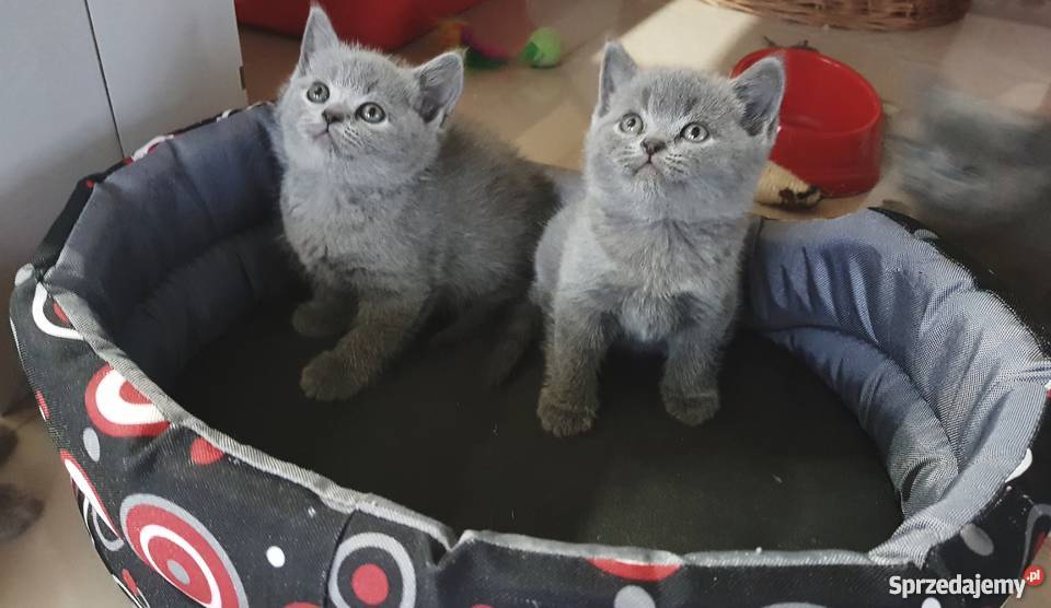 Kocięta Brytyjskie krótkowłose Istebna