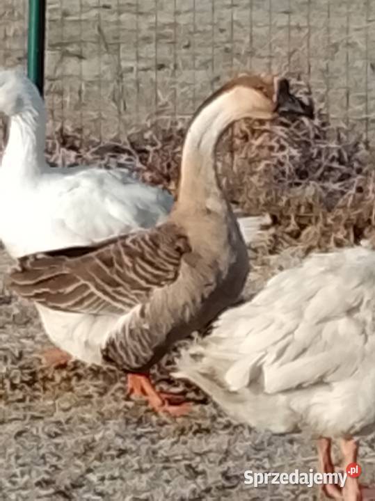 Gęsi landers i garbonosa Lubiszyn sprzedam