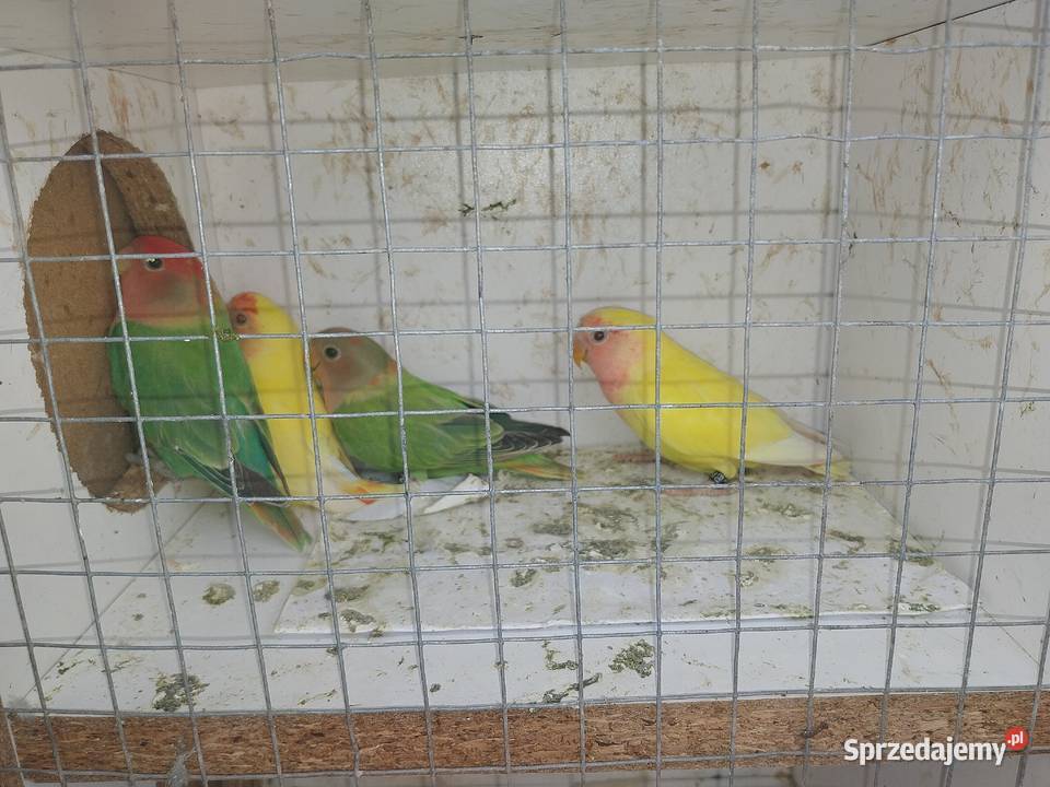 PAPUGI ROZELLA ŚWIERGOTY NIEROZŁĄCZKI FALISTE Sochaczew