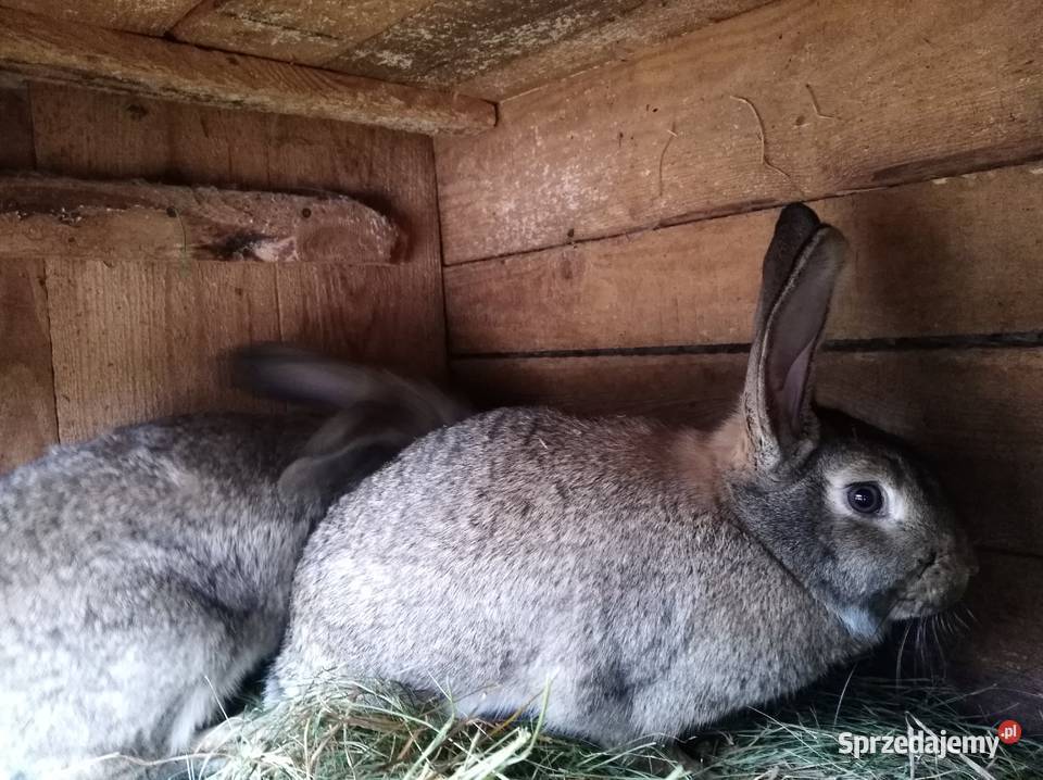 Sprzedam króliki Zakrzówek Szlachecki sprzedam