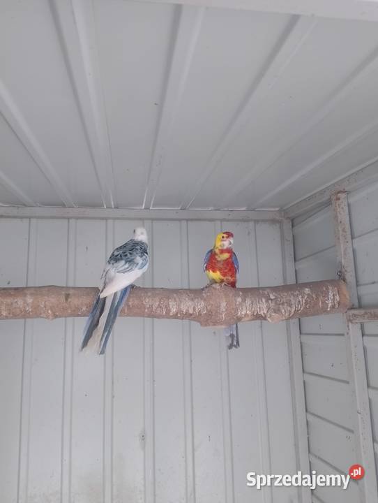 Rozella królewska i białolica Osiny