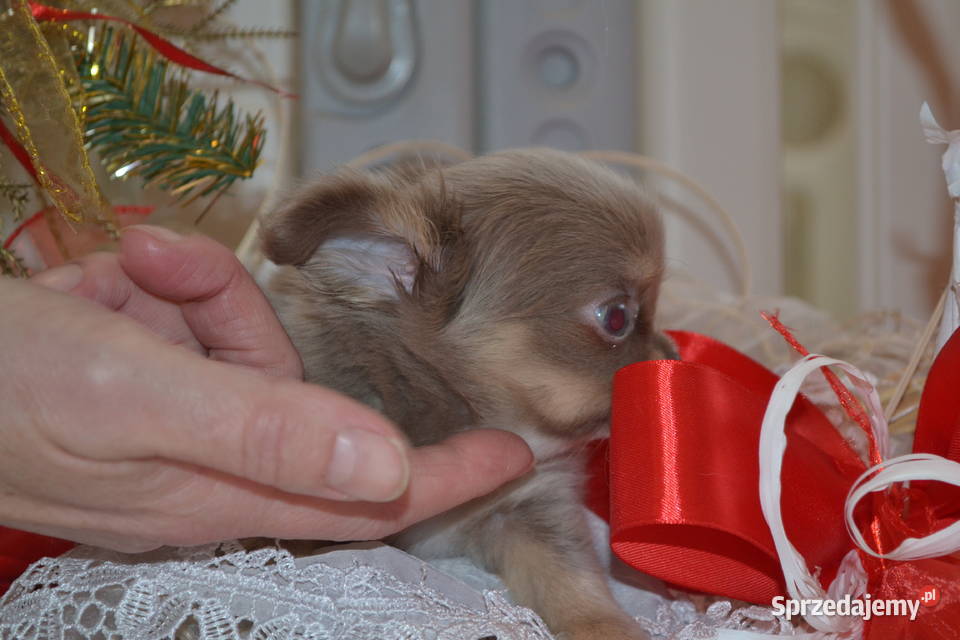 CHIHUAHUA PRZEŚLICZNA SUNIA DŁUGOWŁOSA KOLOR Drogusza