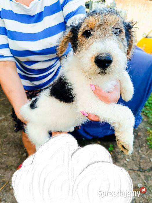 Foksterier szorstkowłosy z rodowodem Nowinka