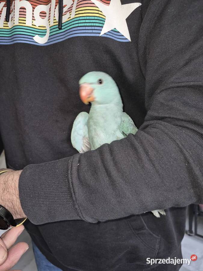 Młode aleksy ręcznie karmione Mysłowice sprzedam