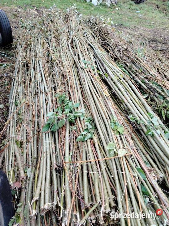 Faszyna kołki i słupki do siatki leśnej