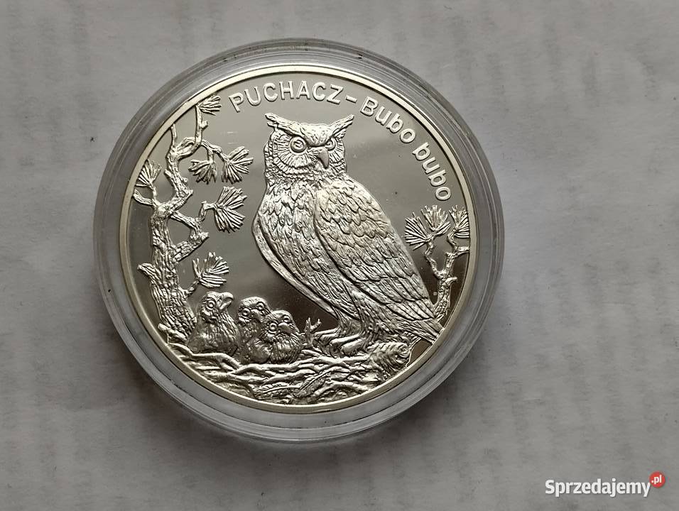 20 2005r Puchacz Bubo Bubo Warszawa