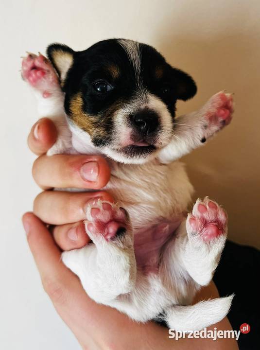 Jack Russell Terrier szczenięta z metrykami ZKwP Kraków sprzedam