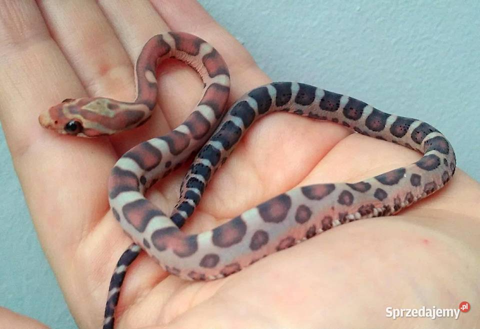 Wąż zbożowy węże zbożowe zbożówka SCALELESS bez Warszawa